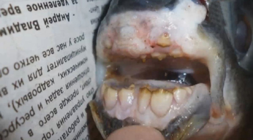 fishwith teeth...
